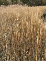 Sporobolus alterniflorus