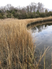 Sporobolus alterniflorus