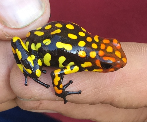 Oophaga anchicayensis