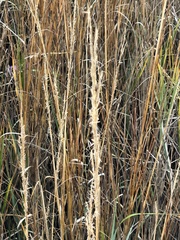 Sporobolus alterniflorus