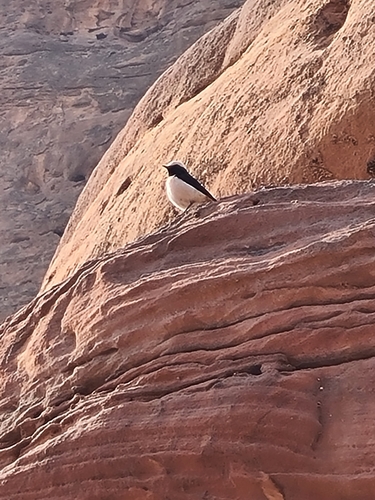 Mourning Wheatear (Oenanthe lugens), photo 10