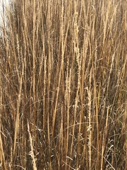 Sporobolus alterniflorus