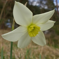 Narcissus × incomparabilis