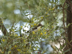 Anthreptes orientalis