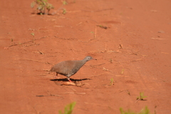 Crypturellus parvirostris