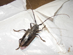 Pelargoderus bipunctatus
