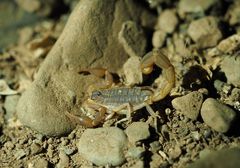 Hottentotta eminii