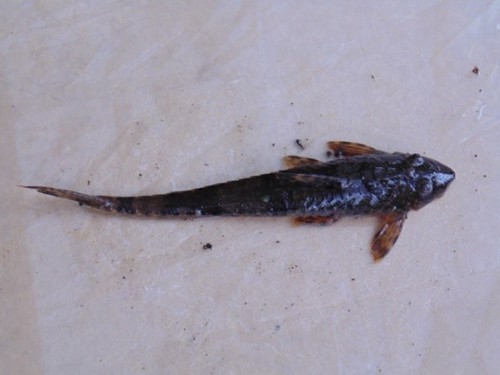 Yellowtail whiptail catfish (Fonchiiichthys uracanthus) — Loricariidae — 5