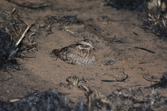 Eleothreptus candicans