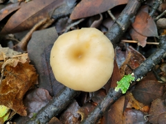 Clitocybe salmonilamella