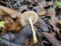 Clitocybe salmonilamella