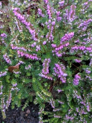 Erica carnea