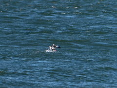 Image of Cepphus grylle