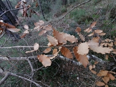 Quercus × cerrioides