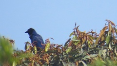 Cyanocorax caeruleus