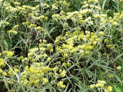 Achyrocline saturejoides