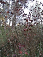 Amelanchier ovalis