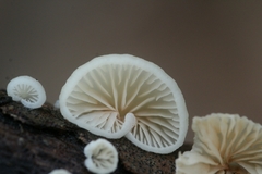 Crepidotus caspari