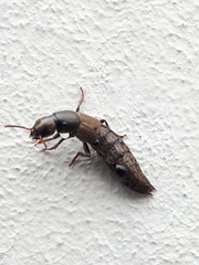 Ocypus aeneocephalus