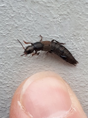 Ocypus aeneocephalus