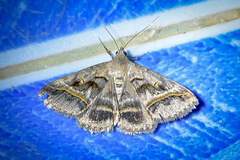 Acantholipes trajecta