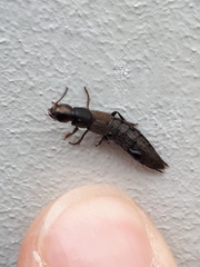 Ocypus aeneocephalus