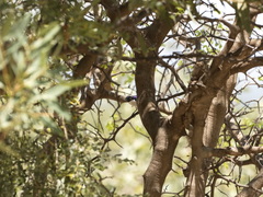 Anthreptes orientalis