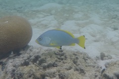 Epinephelus flavocaeruleus