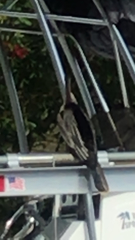 Anhinga anhinga