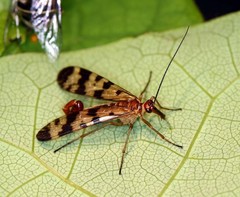 Panorpa claripennis