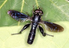 Chalcosyrphus chalybeus