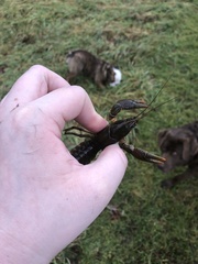 Lacunicambarus thomai