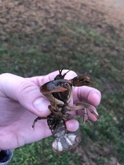 Lacunicambarus thomai