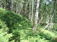Pteridium pinetorum