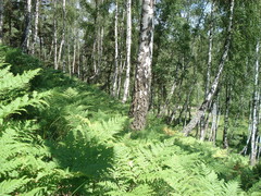Pteridium pinetorum
