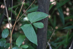 Sargentodoxa cuneata