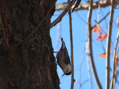 Sitta carolinensis tenuissima