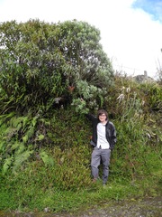 Linochilus floribundus