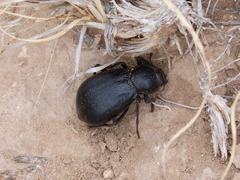 Stenomorpha convexicollis