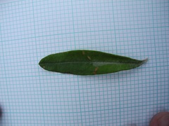 Linochilus floribundus