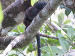 Saguinus fuscicollis
