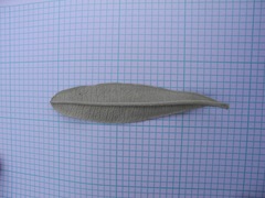 Linochilus floribundus