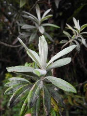 Linochilus floribundus