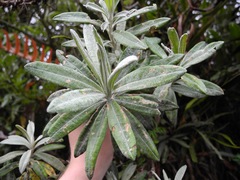 Linochilus floribundus