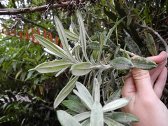 Linochilus floribundus