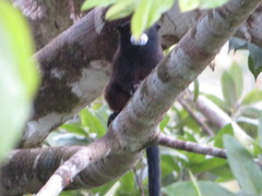 Saguinus fuscicollis