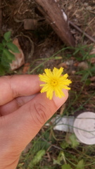 Hypochaeris radicata