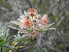 Linochilus schultzii