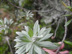 Linochilus schultzii