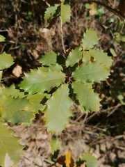 Quercus × cerrioides